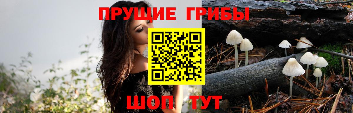 Галлюциногенные грибы Cubensis Братск